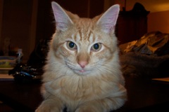 The Trajectory of Dreams for jennifermbarry